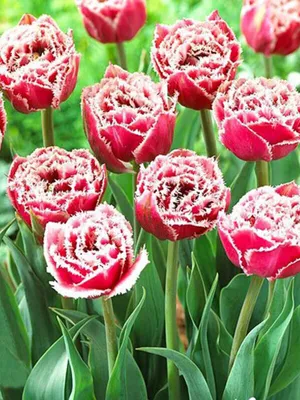 Тюльпан бахромчатый Brest (Брест) купить в Украине с доставкой | Цена в  Svitroslyn.ua