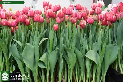 Brest ® | Tulip | Jan de Wit en Zonen B.V.