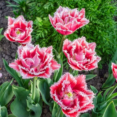 Tulipa 'Brest', Tulip 'Brest' (Fringed) - uploaded by @OICANALP