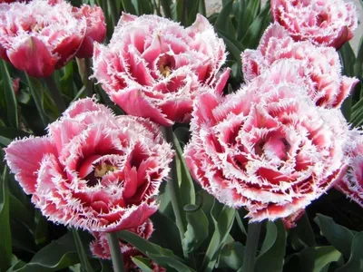 Тюльпан Бахромчатый Брест (Brest) - купить луковицы цветов с доставкой по  Украине в магазине Добродар