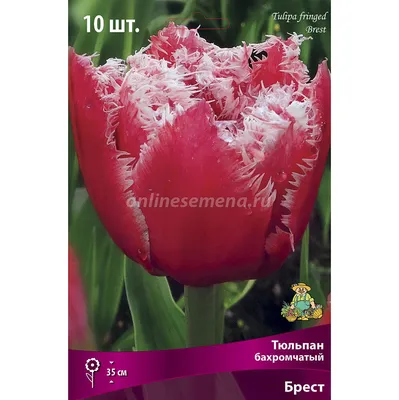 Тюльпан Brest купить недорого в интернет-магазине товаров для сада Бауцентр