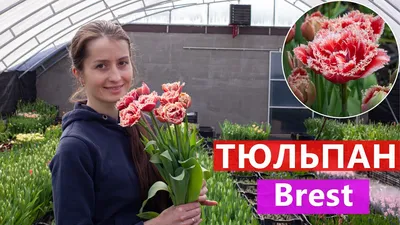 Купить Букет разноцветных тюльпанов в Бресте | Говорящие цветы