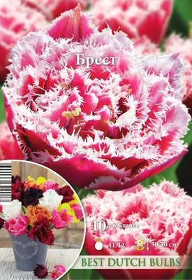 Купить Тюльпан микс в Бресте | Говорящие цветы