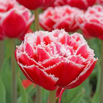 12746 Tulips 'Brest'