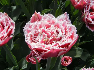 Тюльпан Брест (Tulipa Brest) - Тюльпаны Бахромчатые - Тюльпаны - Луковичные  - Каталог - Kamelia-gardens.ru