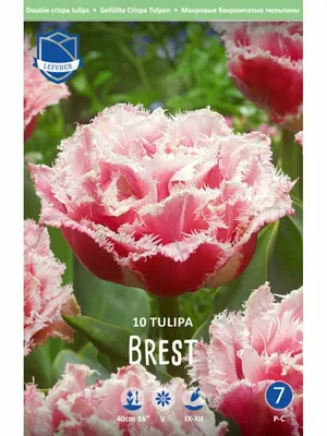 Тюльпан Brest 12+ - Купить луковицы дешево, с доставкой по Украине в  интернет-магазине GelePlant