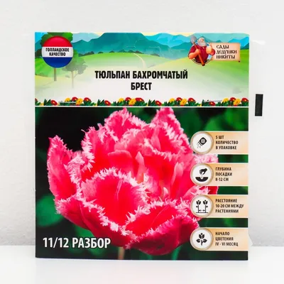 Купить тюльпан брест (brest), 10 шт (разбор 12/14) по цене 420 руб. в  интернет магазине \"Первые Семена\"