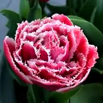 Тюльпан бахромчатый BREST (махровый), 5 шт. , купить саженцы в интернет  магазине Seedspost.ru