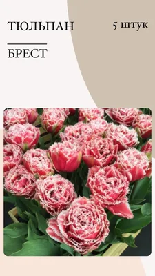 Photo of Tulipa Brest (peony, fringed Tulip)