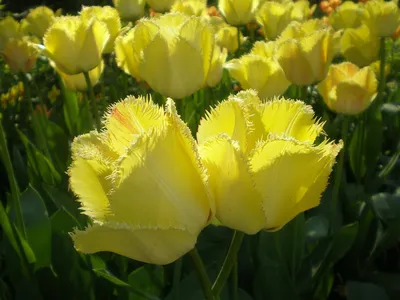 Букет из 51 тюльпана жёлтого и белого цвета купить в Бресте, закажи, а мы  доставим.