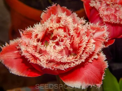 Брест (Brest) луковицы тюльпана De Ree Holland купить, цена в интернет -  магазине Супермаркет Семян