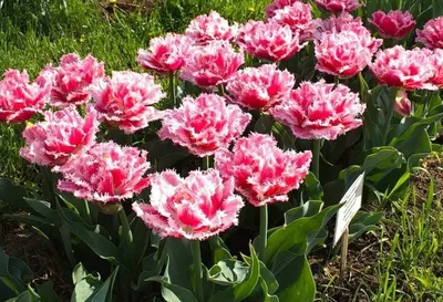 Луковицы тюльпан Брест Blooming life 5 шт. - купить в Москве, цены на  Мегамаркет