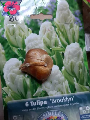 Triumph tulip, Suncatcher, (tulipa), Brooklyn Botanic Garden; Brooklyn, New  York, United States of America Stock Photo - Alamy