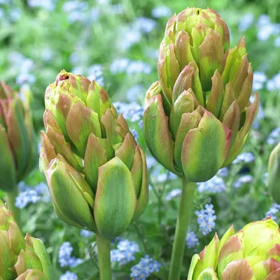 Цветок с широкими зелеными лепестками тюльпаны viridiflora или зеленые  тюльпаны весенний сад с зеленым тюльпаном brooklyn красивый бруклинский  цветок тюльпана | Премиум Фото