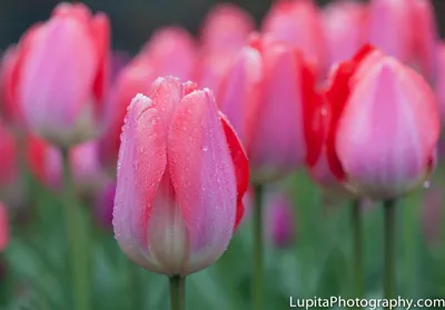 Triumph tulipa hi-res stock photography and images - Page 13 - Alamy