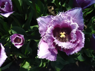 Triumph tulip, Suncatcher, (tulipa), Brooklyn Botanic Garden; Brooklyn, New  York, United States of America - PacificStock