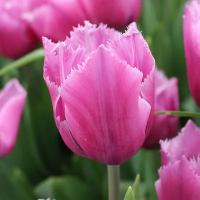 Тюльпан Лувр (Tulipa Louvre) - Тюльпаны Бахромчатые - Тюльпаны - Луковичные  - Каталог - Kamelia-gardens.ru