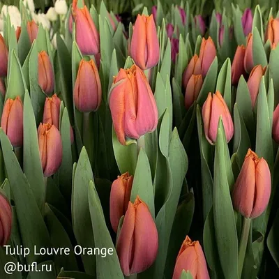 Tulipa, Louvre, Tulpenbluete Stock Photo - Alamy