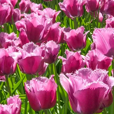 Луковицы Тюльпан Flower house купить по выгодной цене в интернет-магазине  OZON (1183840323)