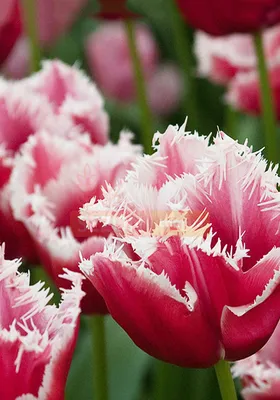 Лувр tulipa стоковое изображение. изображение насчитывающей цветок -  213313663