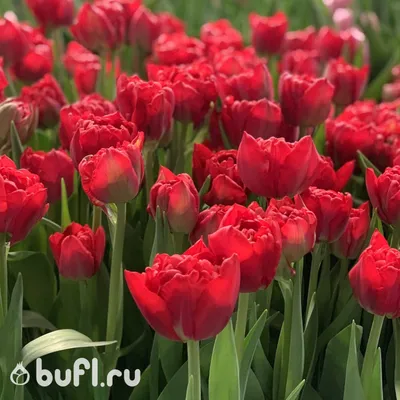 Тюльпан Верона Tulipa Verona оптом: купить в Москве от производителя -  питомника ЦветКом