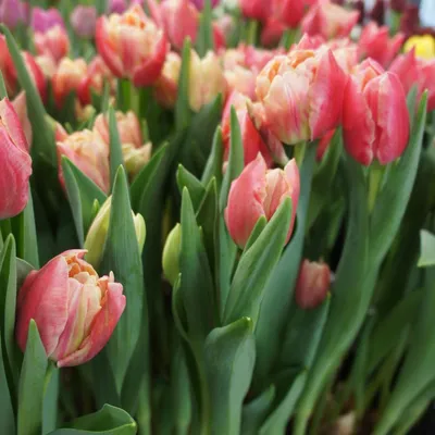 Тюльпан махровый ранний Верона 3 шт купить недорого в интернет-магазине  товаров для сада Бауцентр