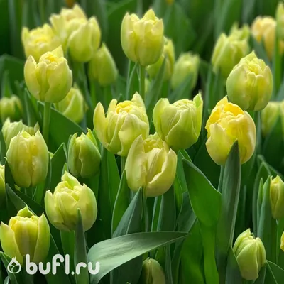 Red peony-flowered Double Early tulips (Tulipa) Scarlet Verona bloom in a  garden in March Stock Photo - Alamy