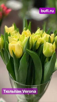 Scarlet Verona ® | Tulip | Jan de Wit en Zonen B.V.