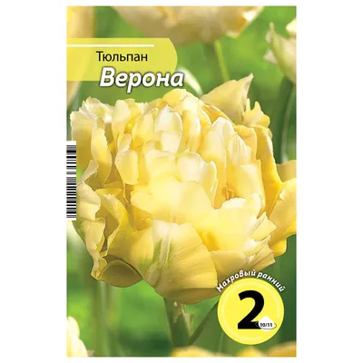 Тюльпан махровый Верона. Краткий обзор, описание характеристик, где купить  саженцы tulipa Verona - YouTube