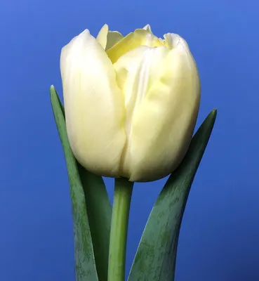 Tulipa verona hi-res stock photography and images - Alamy
