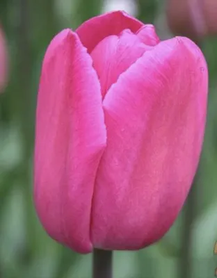 BARCELONA💗 Очаровательный тюльпан с нежным пурпурно-розовым цветом. Сорт  Барселона был выведен, на «родине» тюльпанов - в Голландии. Сорт … |  Instagram