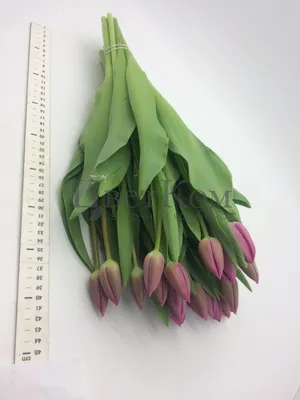 Тюльпан Барселона Tulipa Barcelona оптом: купить в Москве от производителя  - питомника ЦветКом