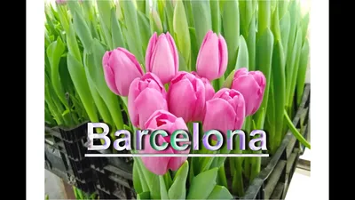 Тюльпан Барселона (Barcelona): описание, выгонка, особенности посадки и  ухода, фото Пинк (Pink)