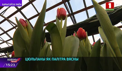 Купить тюльпаны сорта barcelona beach в Ростове-на-Дону с доставкой |  Заказать тюльпаны сорта barcelona beach дешево