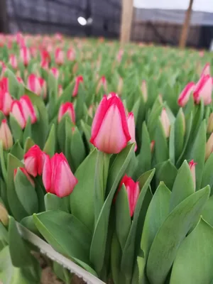 Пурпурная \"барселона\" и светло-розовая \"габриэла\" - эти виды тюльпанов  наиболее популярны у флористов