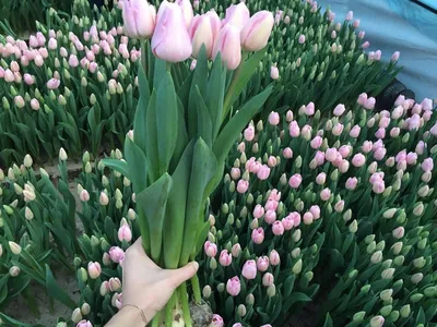 Голландские пионовидные тюльпаны оптом на 8 марта 2024 - Arcus Flowers