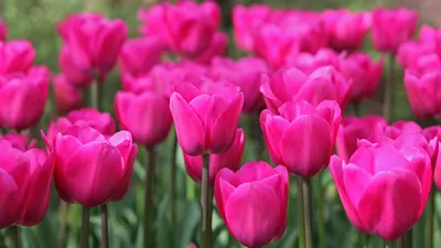 BARCELONA💗 Очаровательный тюльпан с нежным пурпурно-розовым цветом. Сорт  Барселона был выведен, на «родине» тюльпанов - в Голландии. Сорт … |  Instagram