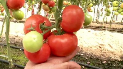 Alaskan Fancy - Tomato - Vertiloom