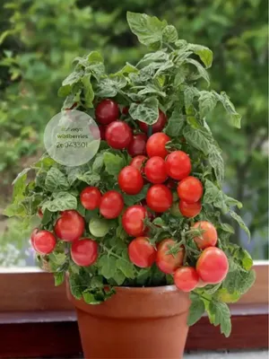Alaska Tomato Seeds | Heirloom | Organic | Tim's Tomatoes