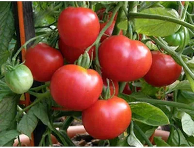 Вырасти дома Семена томат \"Аляска\"