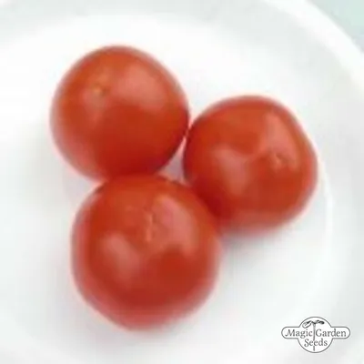 Stokes Alaska Tomato. Earliest Among Hundreds Of Varieties! Productive! -  YouTube