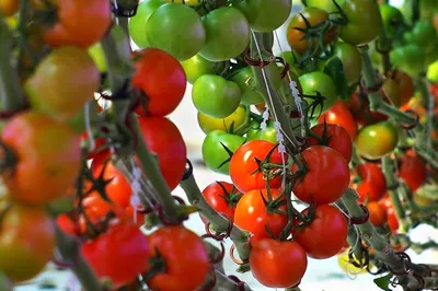 Black Cherry Tomato Seed (Solanum lycopersicum) - Seeds and Soil Farm
