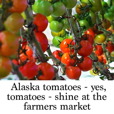 Самые северные томаты. Исследования в Якутии | Фаско – надежный уход за  садом-огородом | Дзен