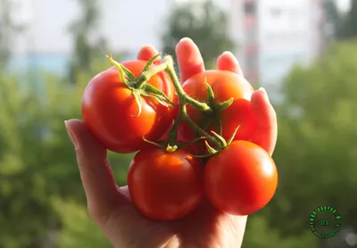 Blush Tomato Seed (Solanum lycopersicum) - Seeds and Soil Farm