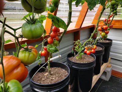 Семена томат \"Аляска\" Вырасти дома 89138161 купить в интернет-магазине  Wildberries