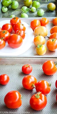 Julia O'Malley - Brief, beautiful, Alaska tomato season.... | Facebook