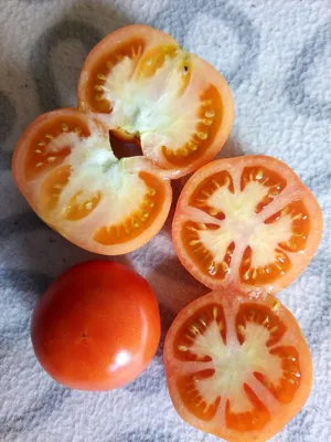 8 низкорослых сортов томатов, которые не требуют особого ухода и дают  отличный урожай | Огород на подоконнике | Дзен