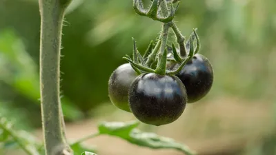 Семена томата ГАВРИШ Урожай на окне Аляска 0,1 г — цена в Чебоксари, купить  в интернет-магазине, характеристики и отзывы, фото