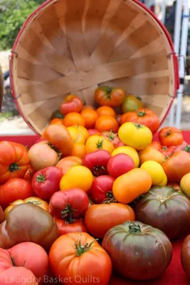 Small House - Sleeping Lady. A wildly productive determinate dwarf tomato.  This variety was first selected by Sherry Shiesl of Alaska and introduced  in 2011. #sleepinglady #heirloomtomatoes #heirloomseeds #dwarftomatoproject  #rareseeds #growyourownfood ...