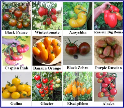 Black Beauty Tomato Seed (Solanum lycopersicum) - Seeds and Soil Farm